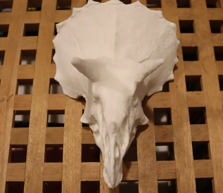 Triceratops Skull